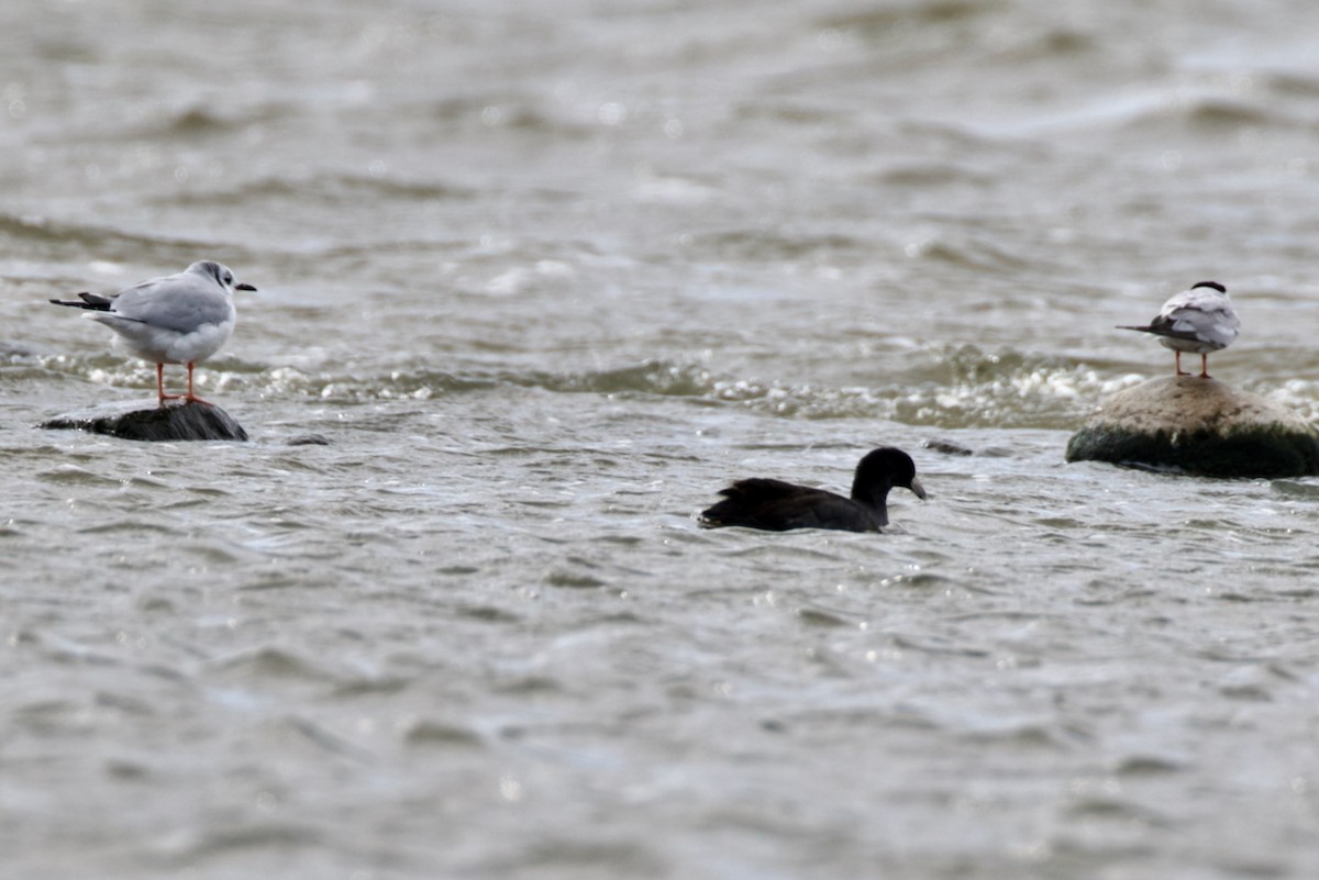 Bonaparte's Gull - ML643037455