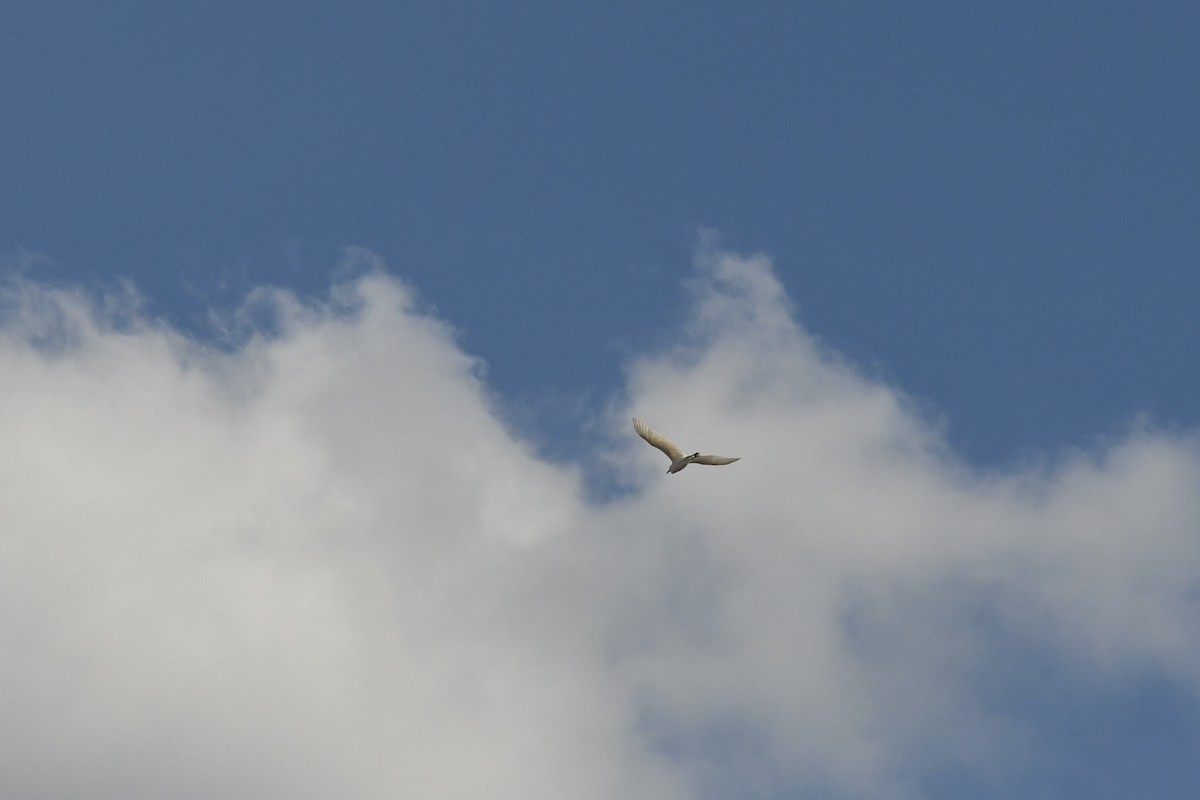 Большая белая цапля - ML643037458