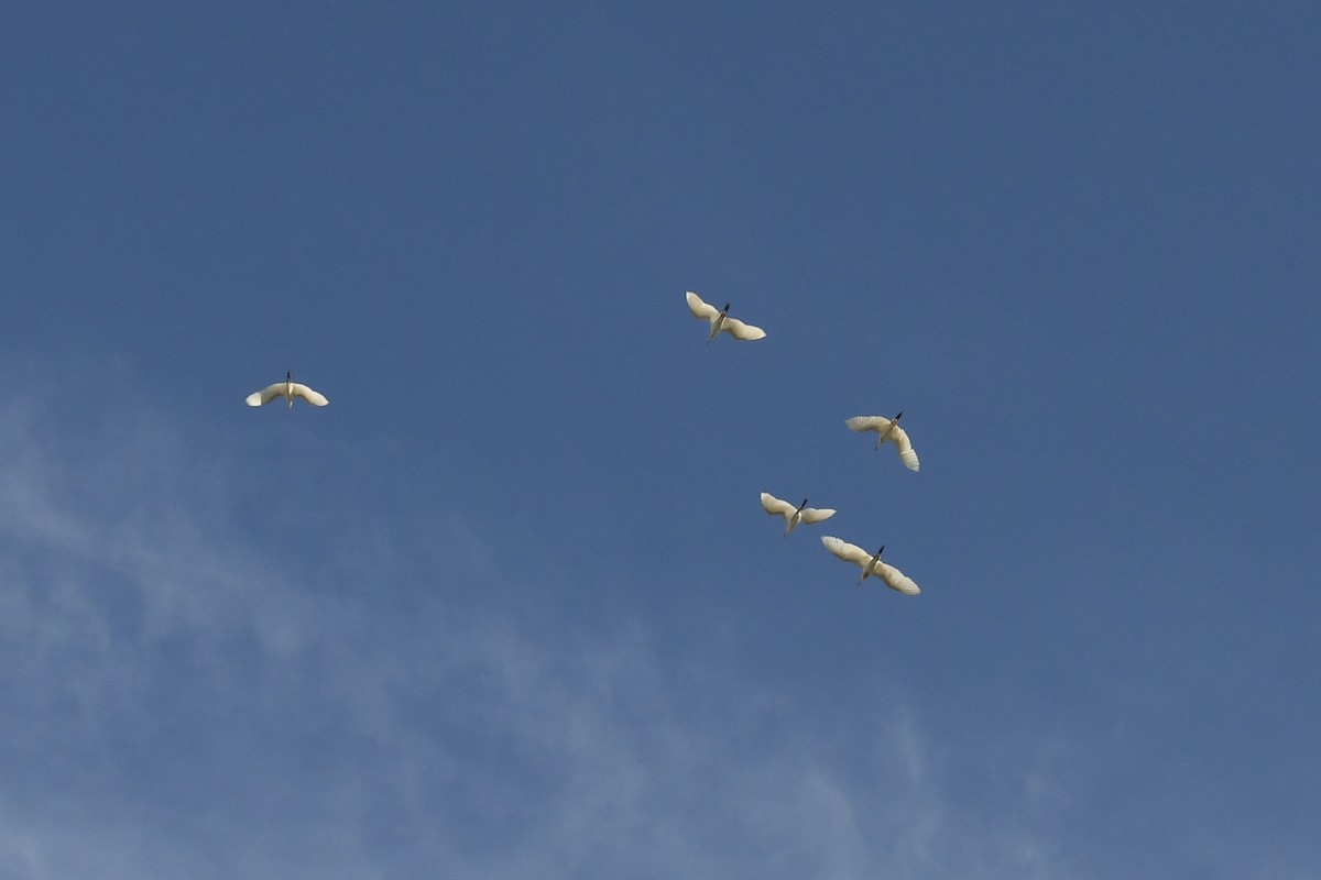 Большая белая цапля - ML643037459