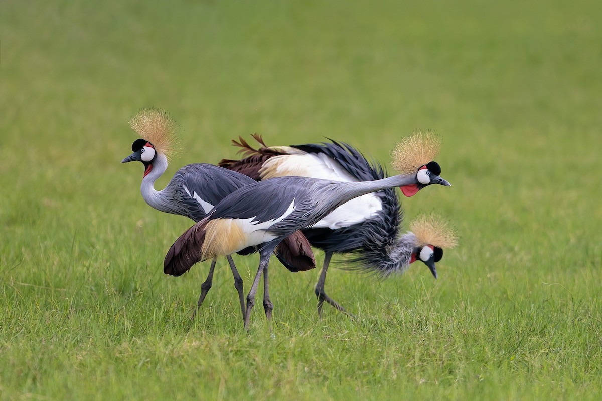 Gray Crowned-Crane - ML643037469