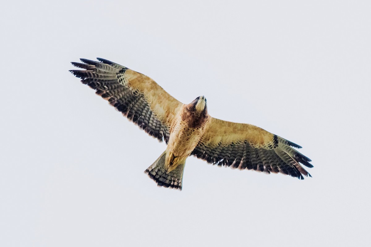 Swainson's Hawk - ML643037475