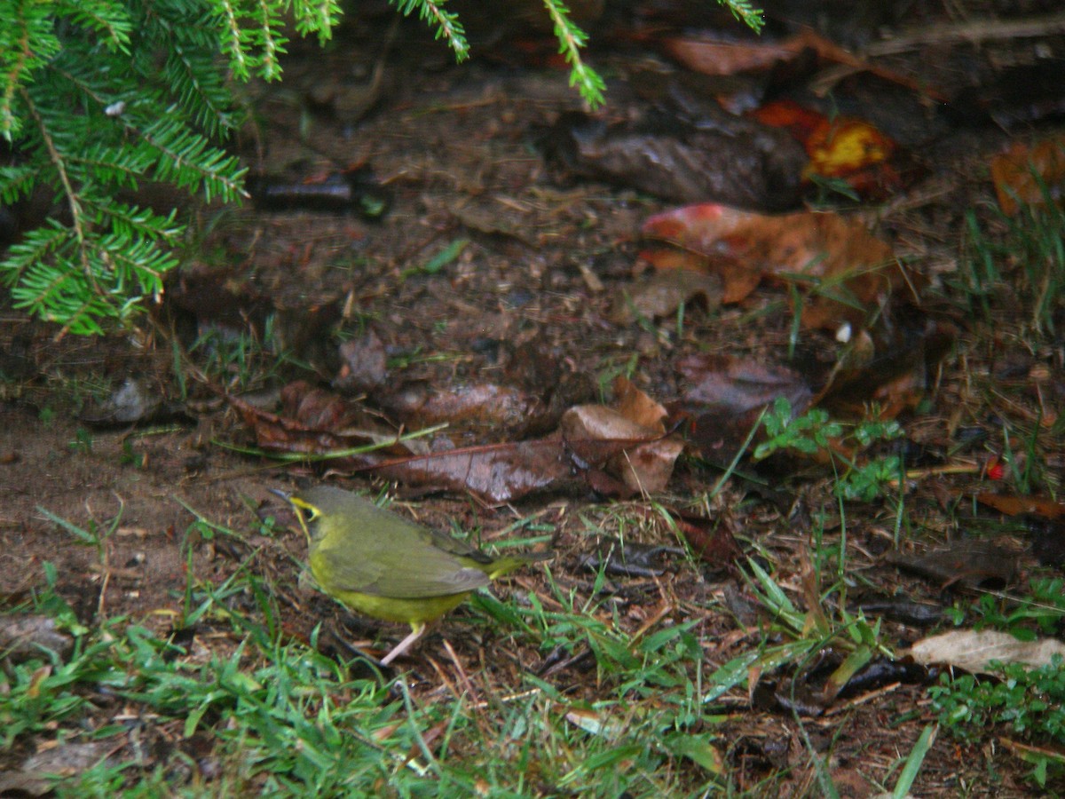 Kentucky Warbler - ML643037476