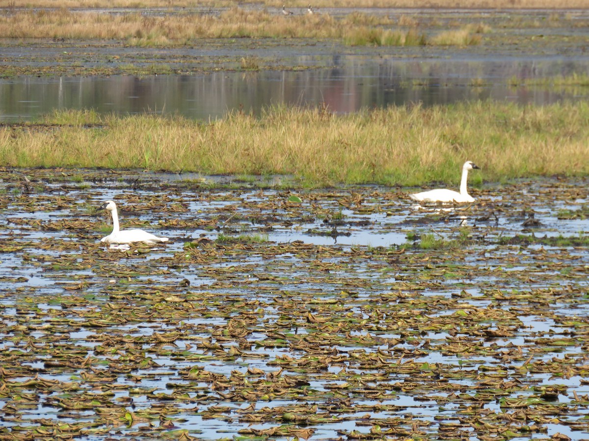 Cygne trompette - ML643037477