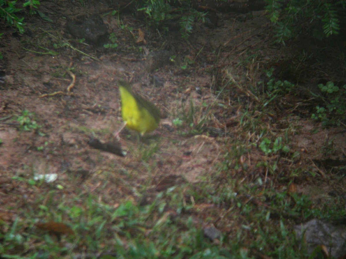 Kentucky Warbler - ML643037484