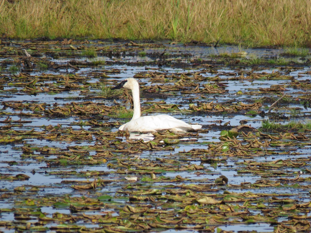 Cygne trompette - ML643037488