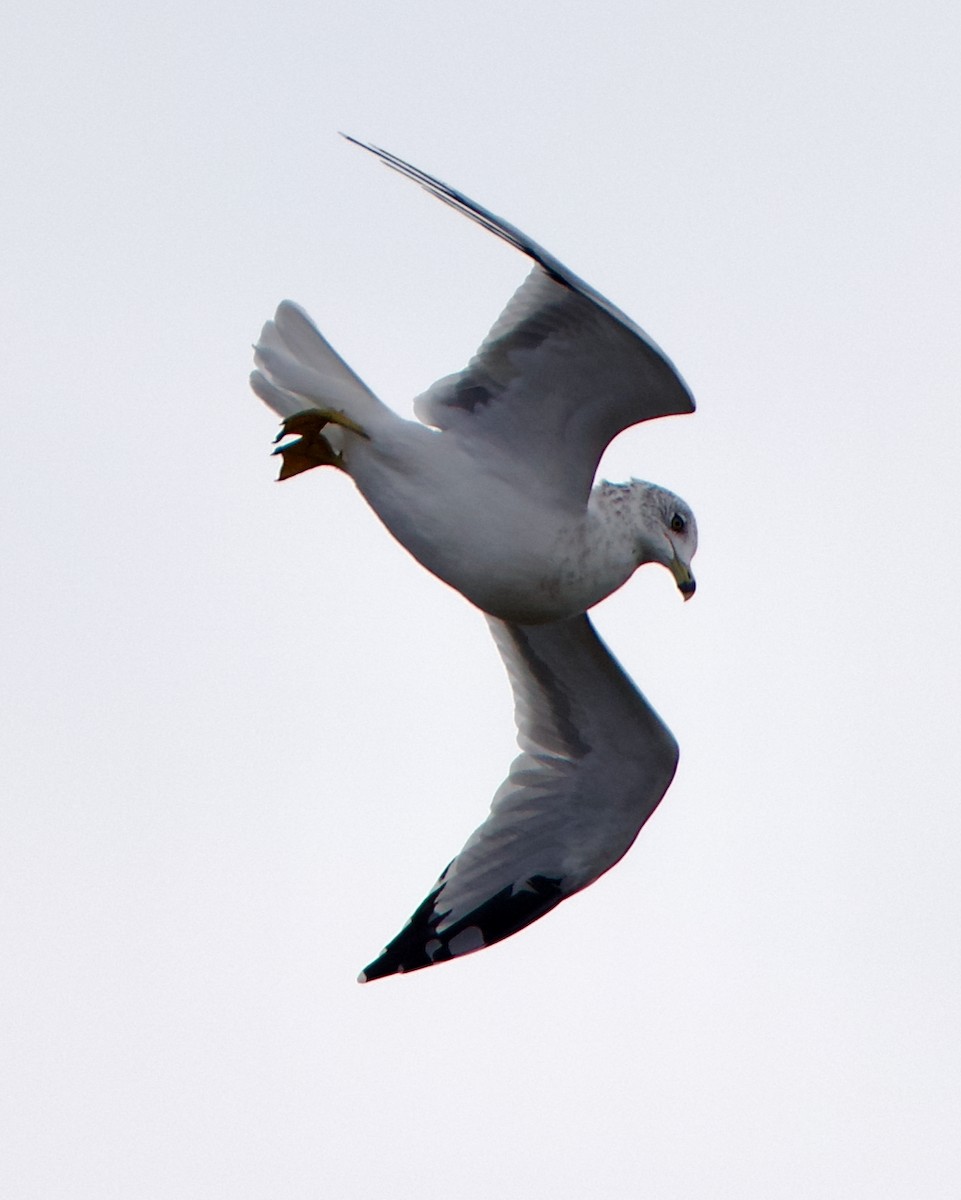 Ring-billed Gull - ML643037495