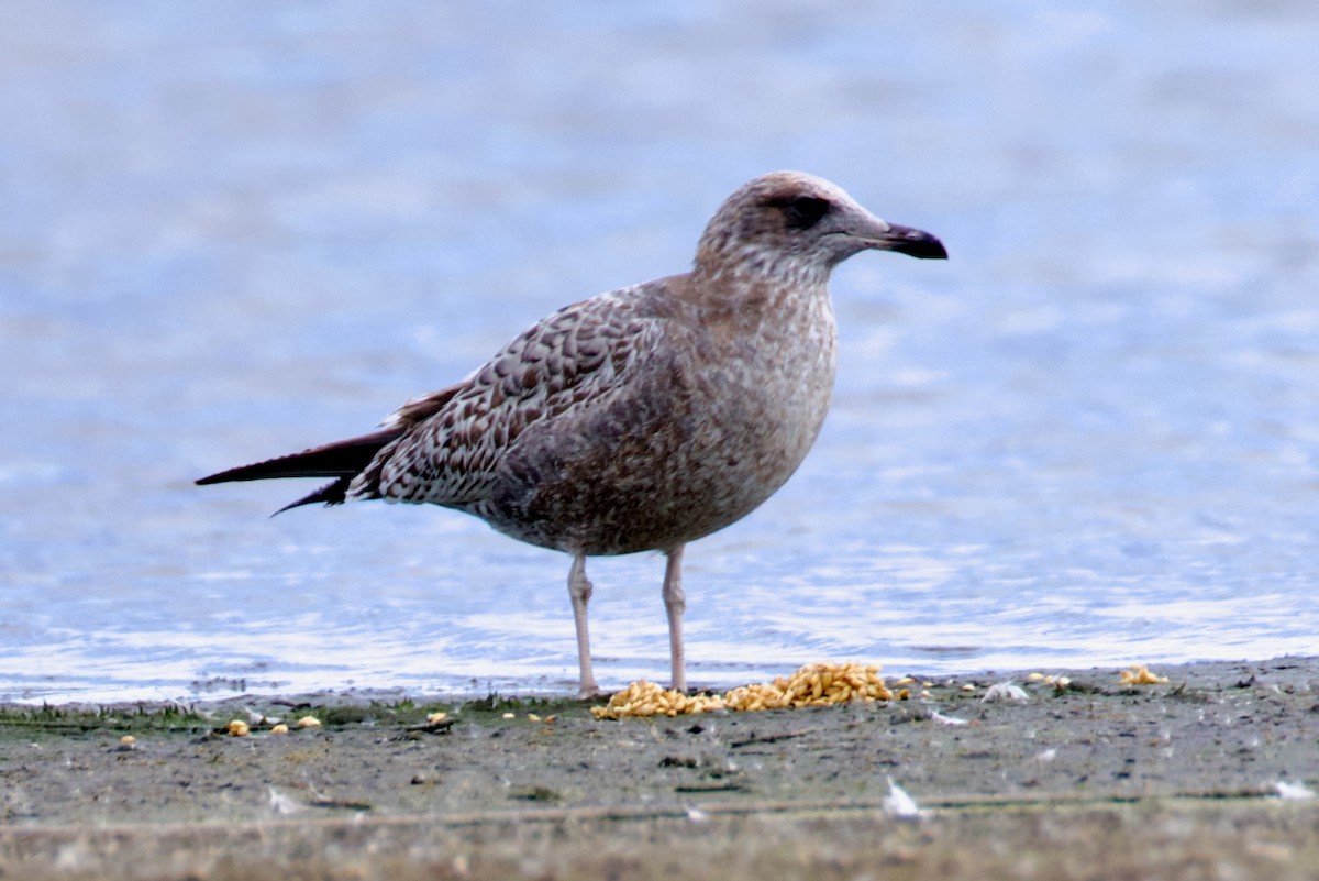 California Gull - ML643037505