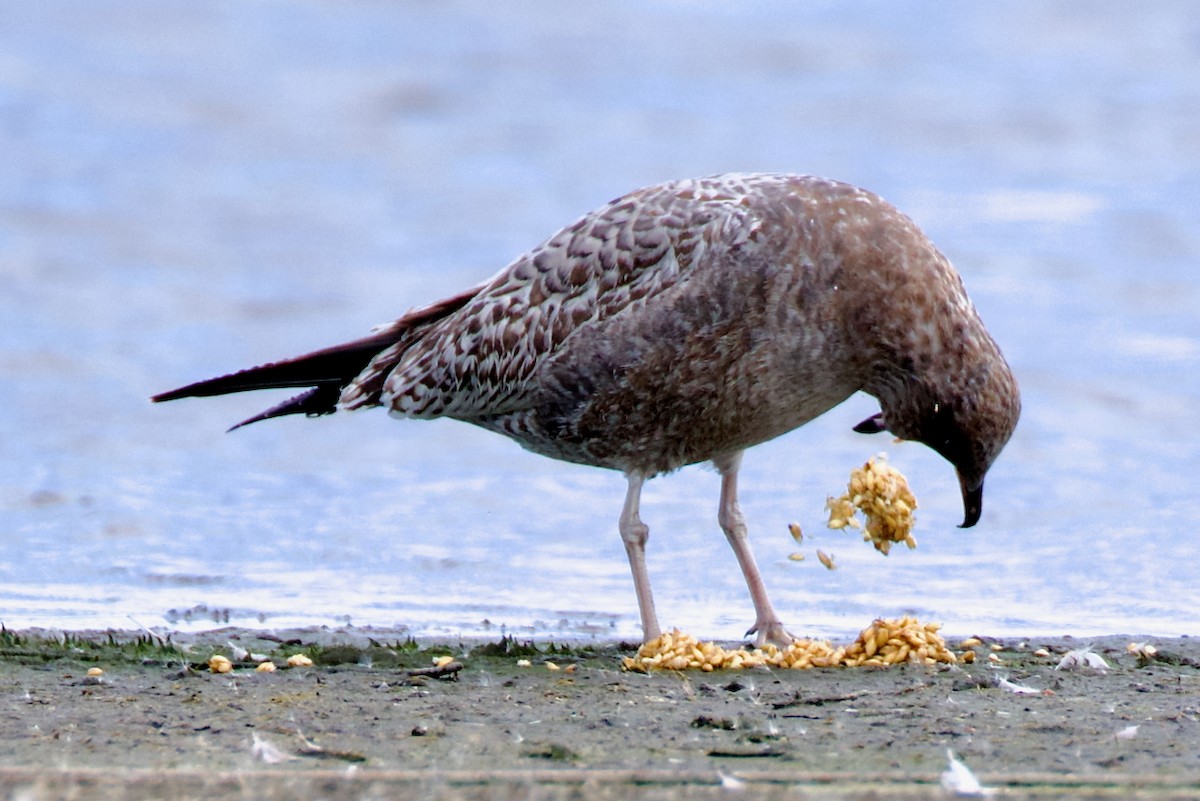 California Gull - ML643037506