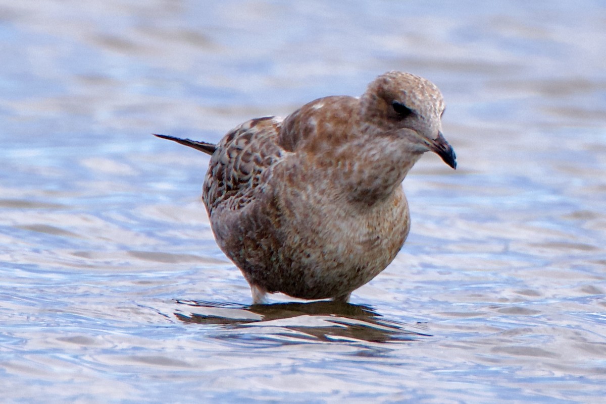 California Gull - ML643037507