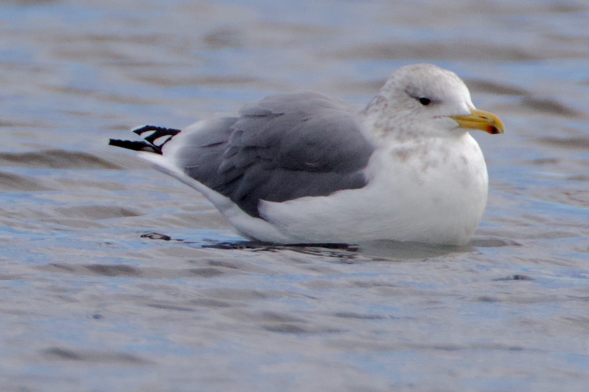 California Gull - ML643037511
