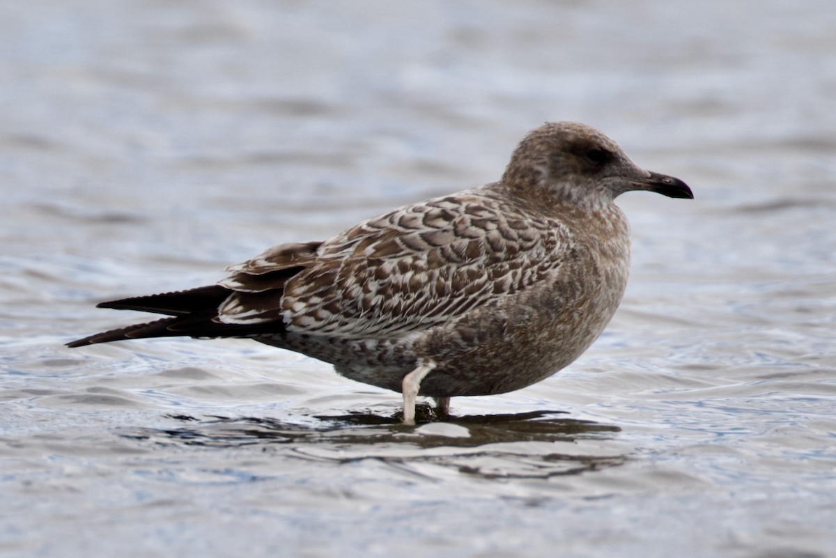 California Gull - ML643037512
