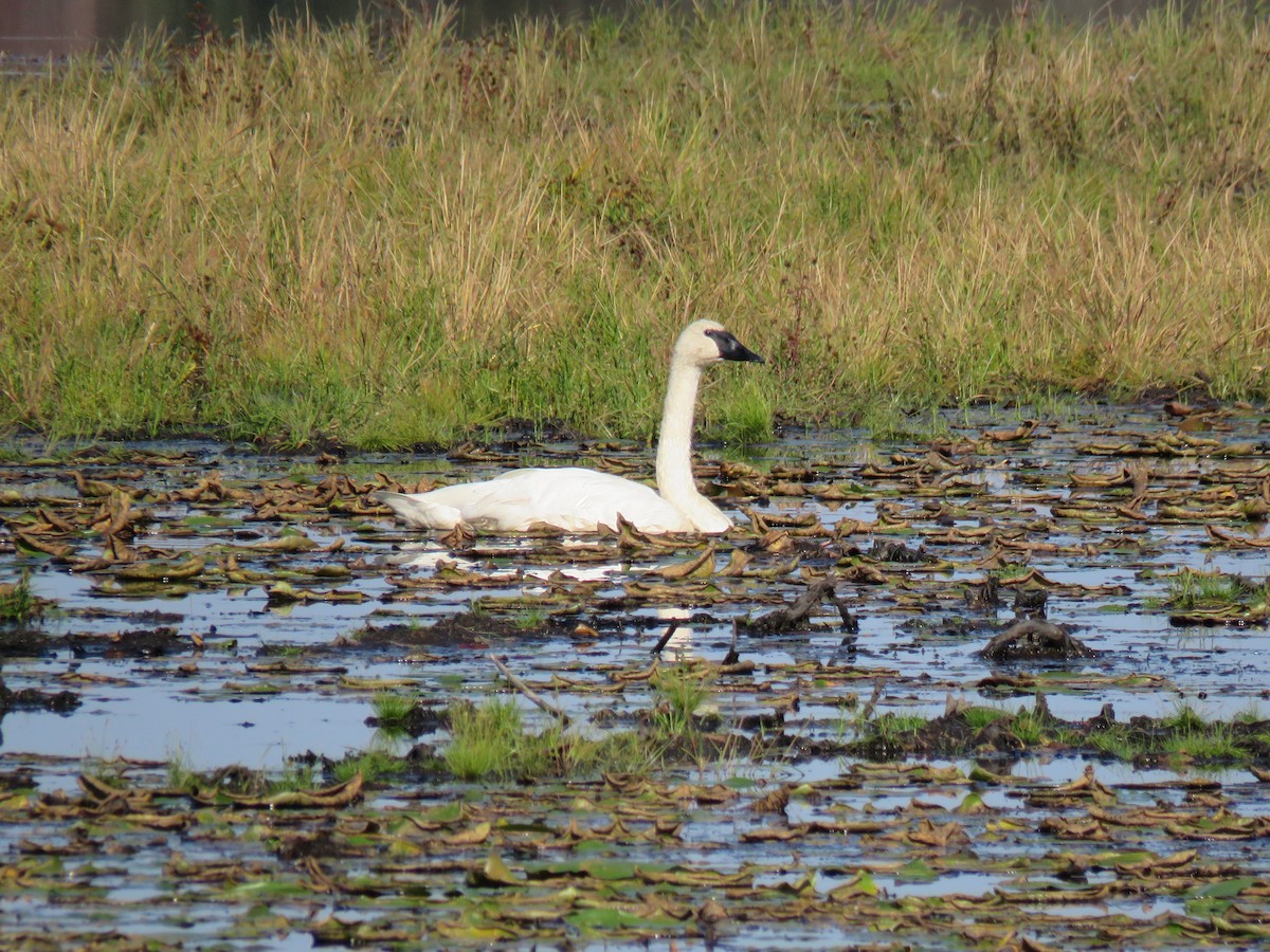 Cygne trompette - ML643037514