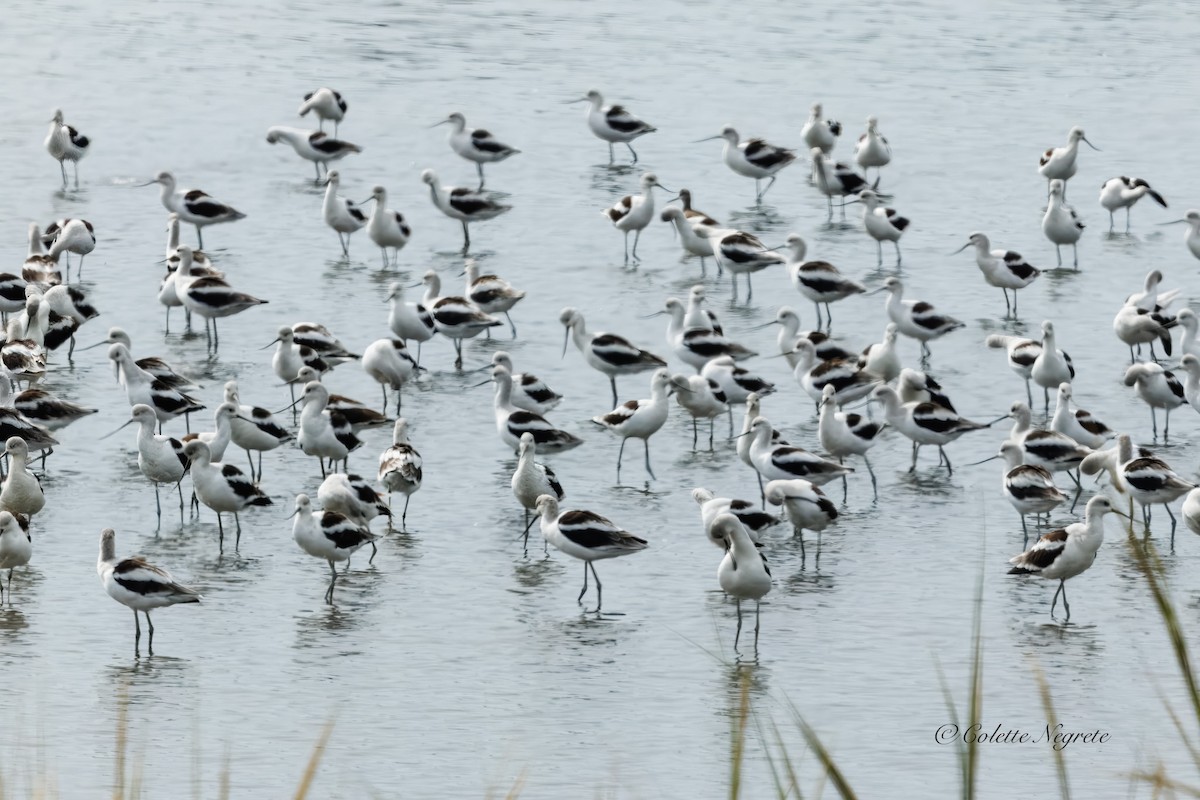 American Avocet - ML643037516