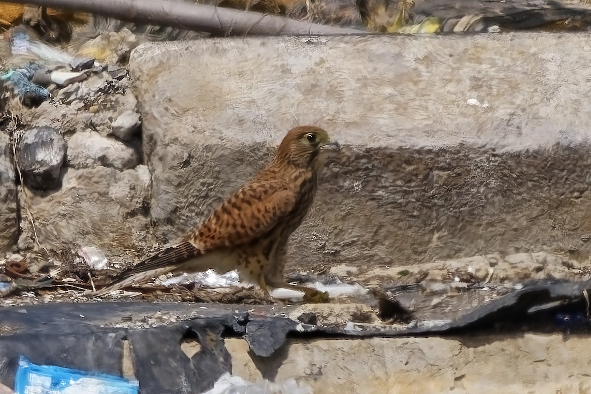 Spotted Kestrel - ML643037525