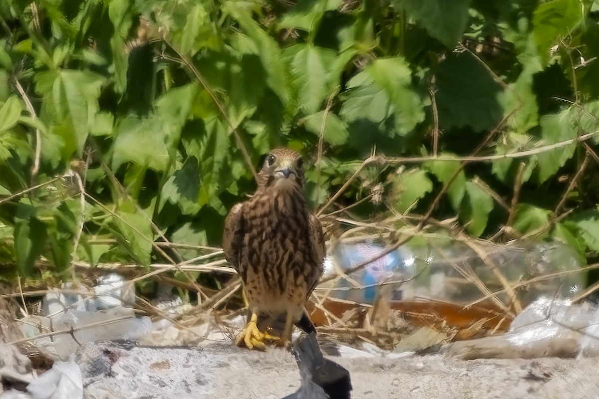 Spotted Kestrel - ML643037526