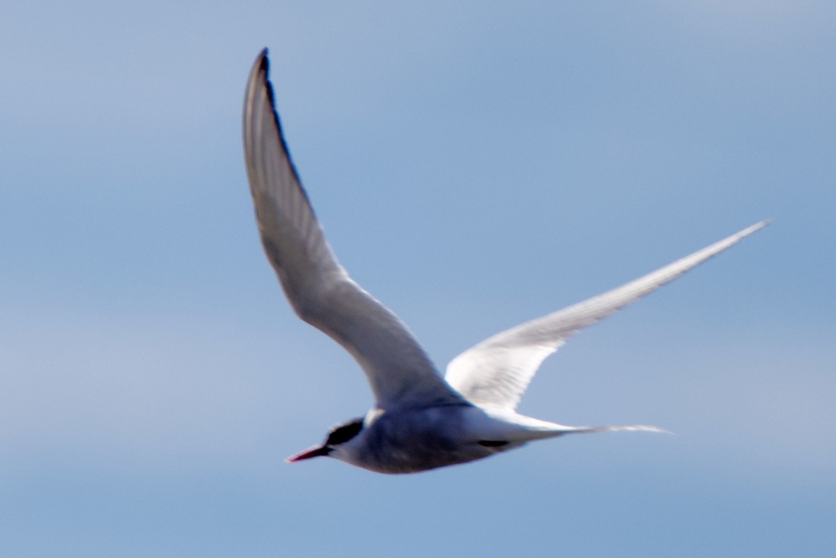 Arctic Tern - ML643037530