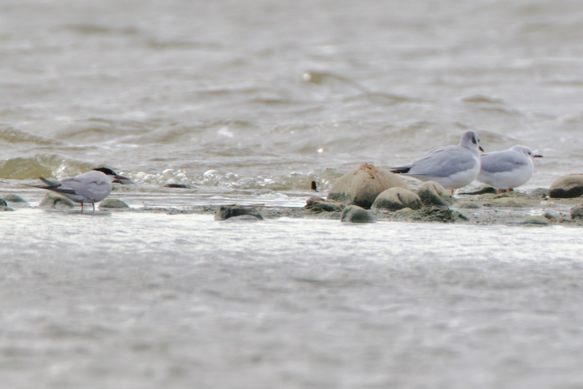 Bonaparte's Gull - ML643037531