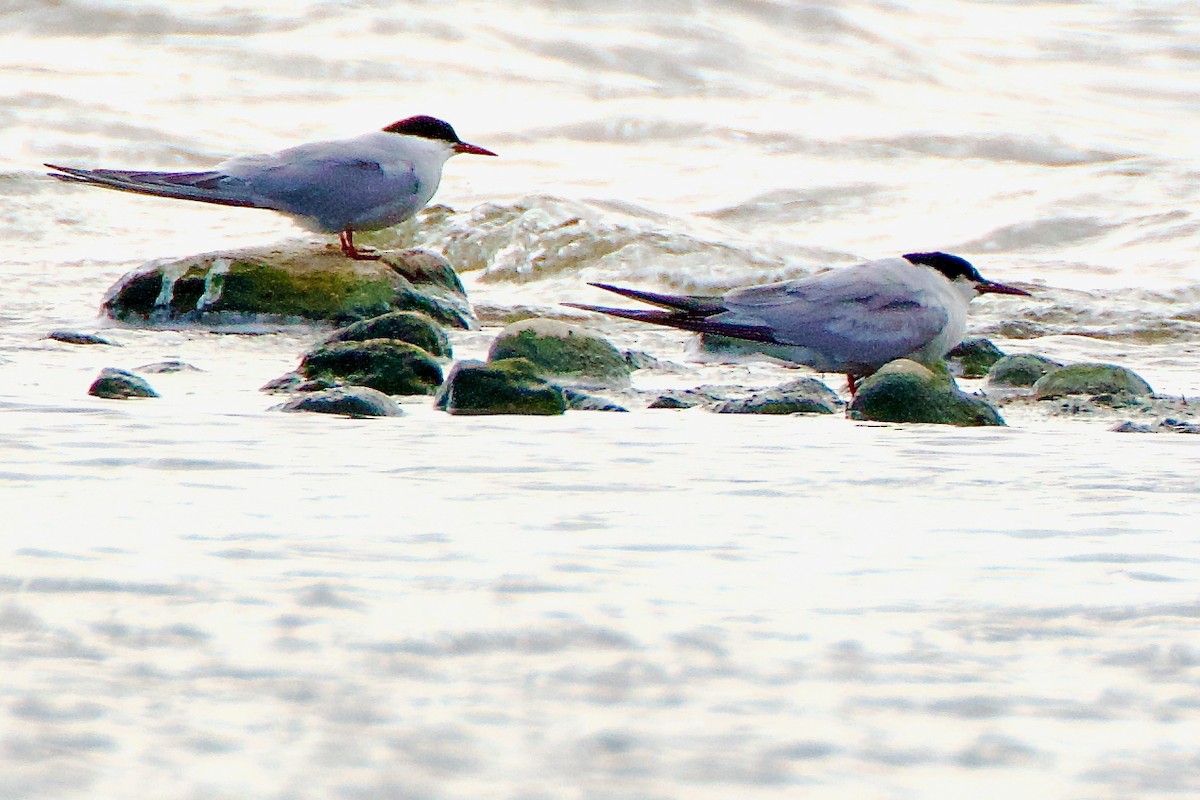 Arctic Tern - ML643037532