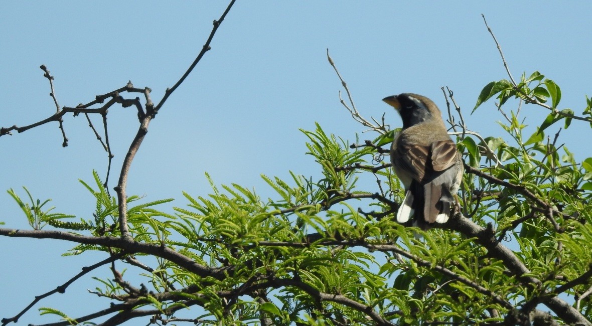 Saltator du Chaco - ML643037535