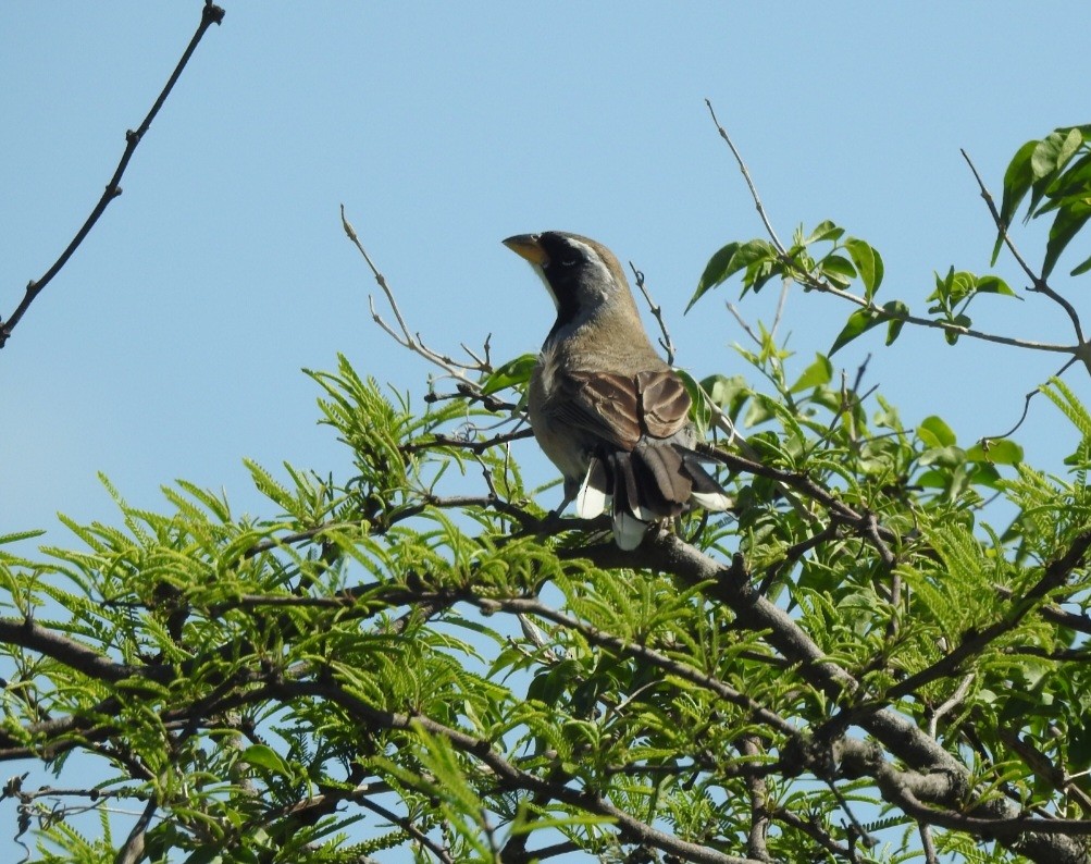 Saltator du Chaco - ML643037536