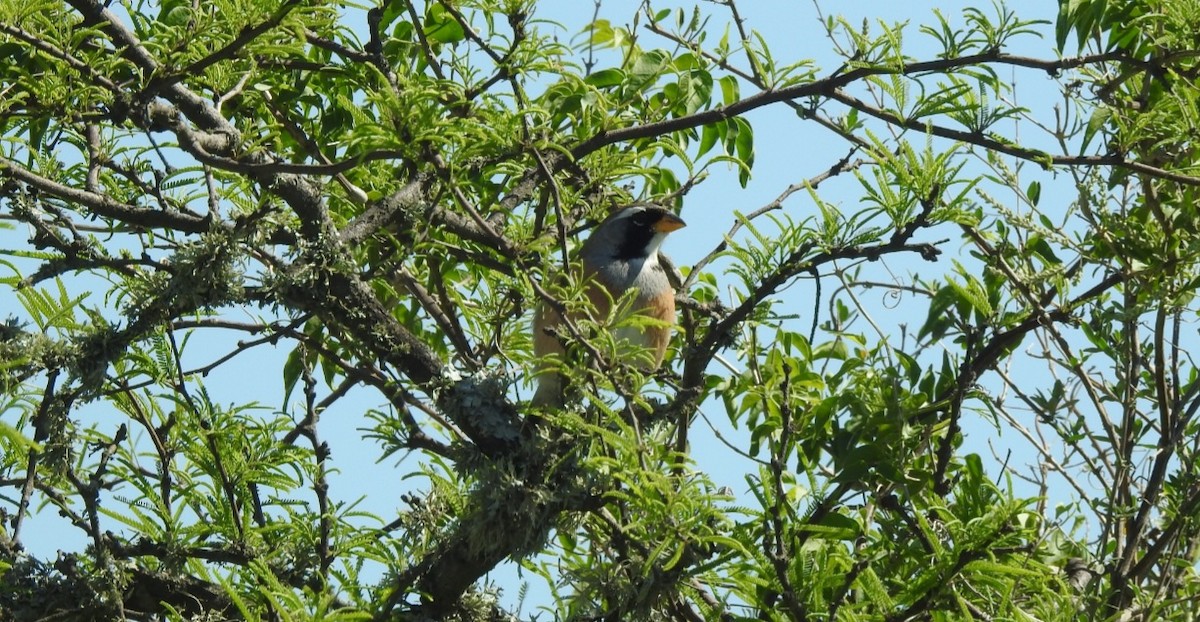 Saltator du Chaco - ML643037537