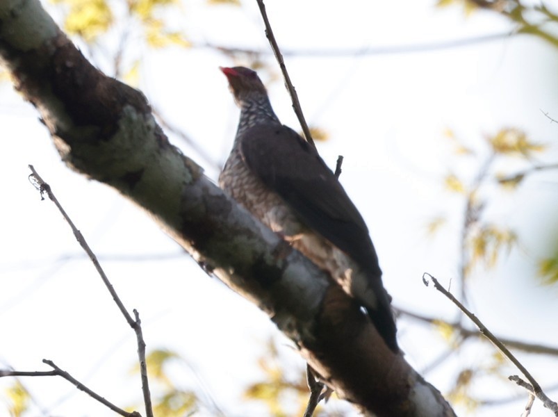 Scaled Pigeon - ML643037547