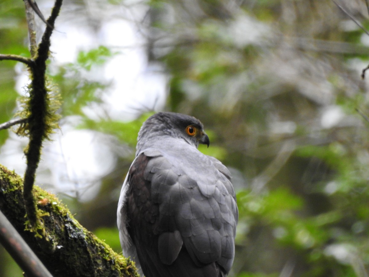 Bicolored Hawk - ML643037556