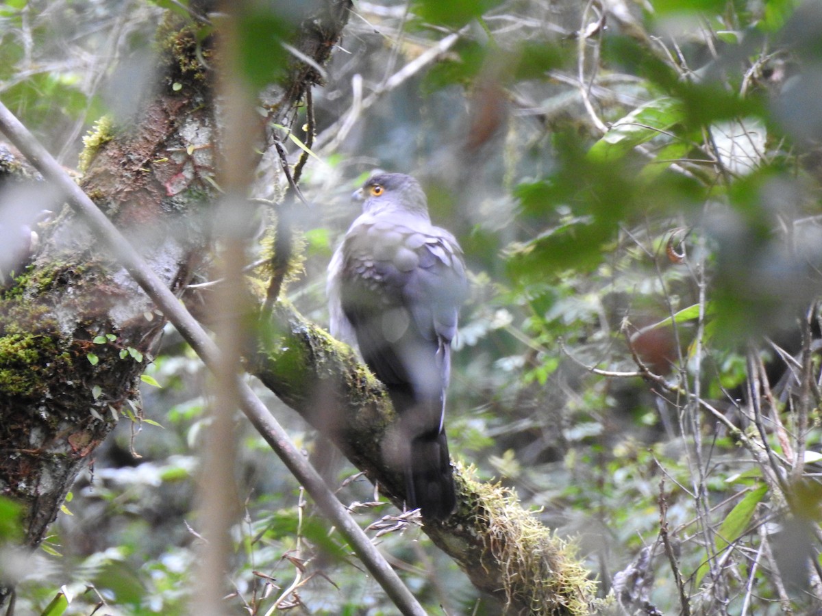 Bicolored Hawk - ML643037557