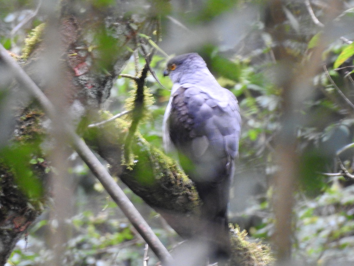 Bicolored Hawk - ML643037558