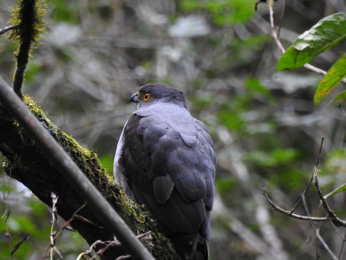 Bicolored Hawk - ML643037559