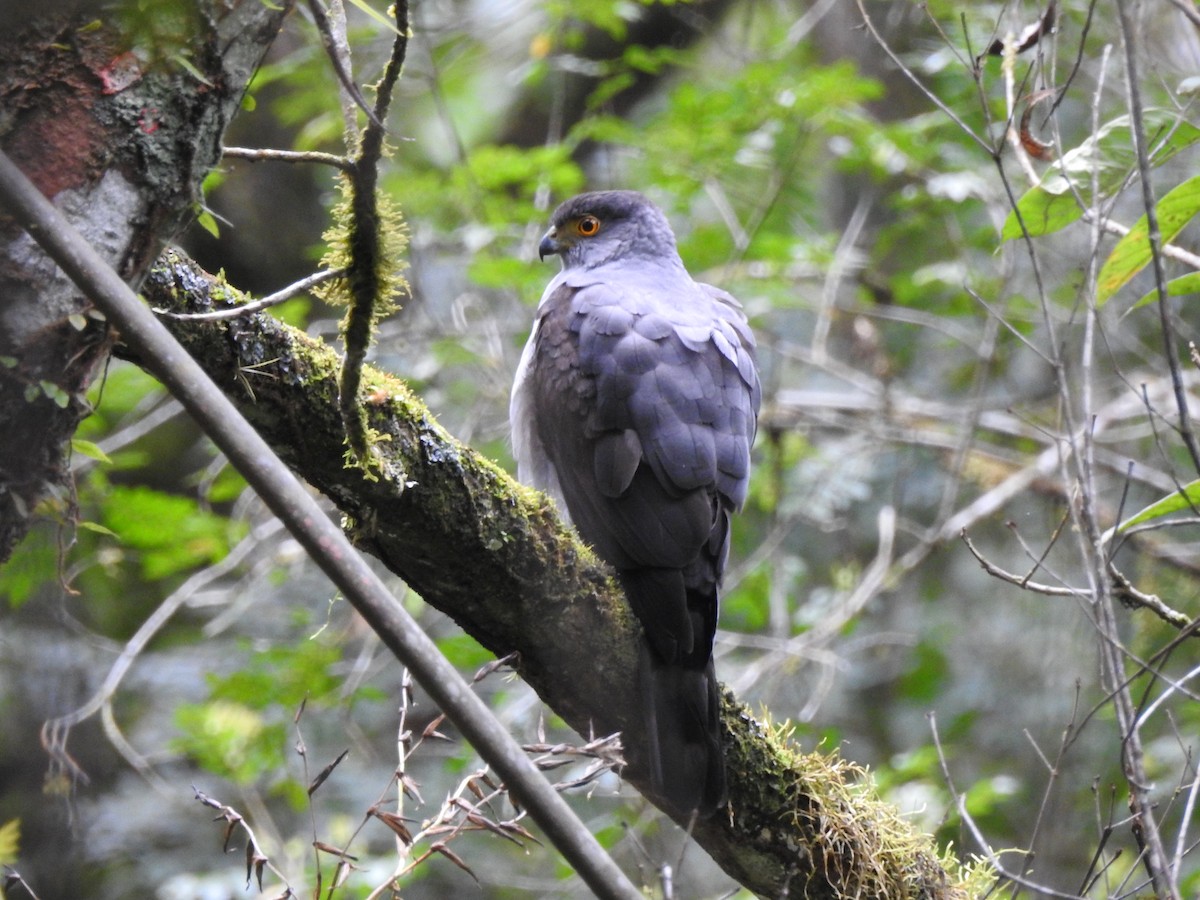 Bicolored Hawk - ML643037560