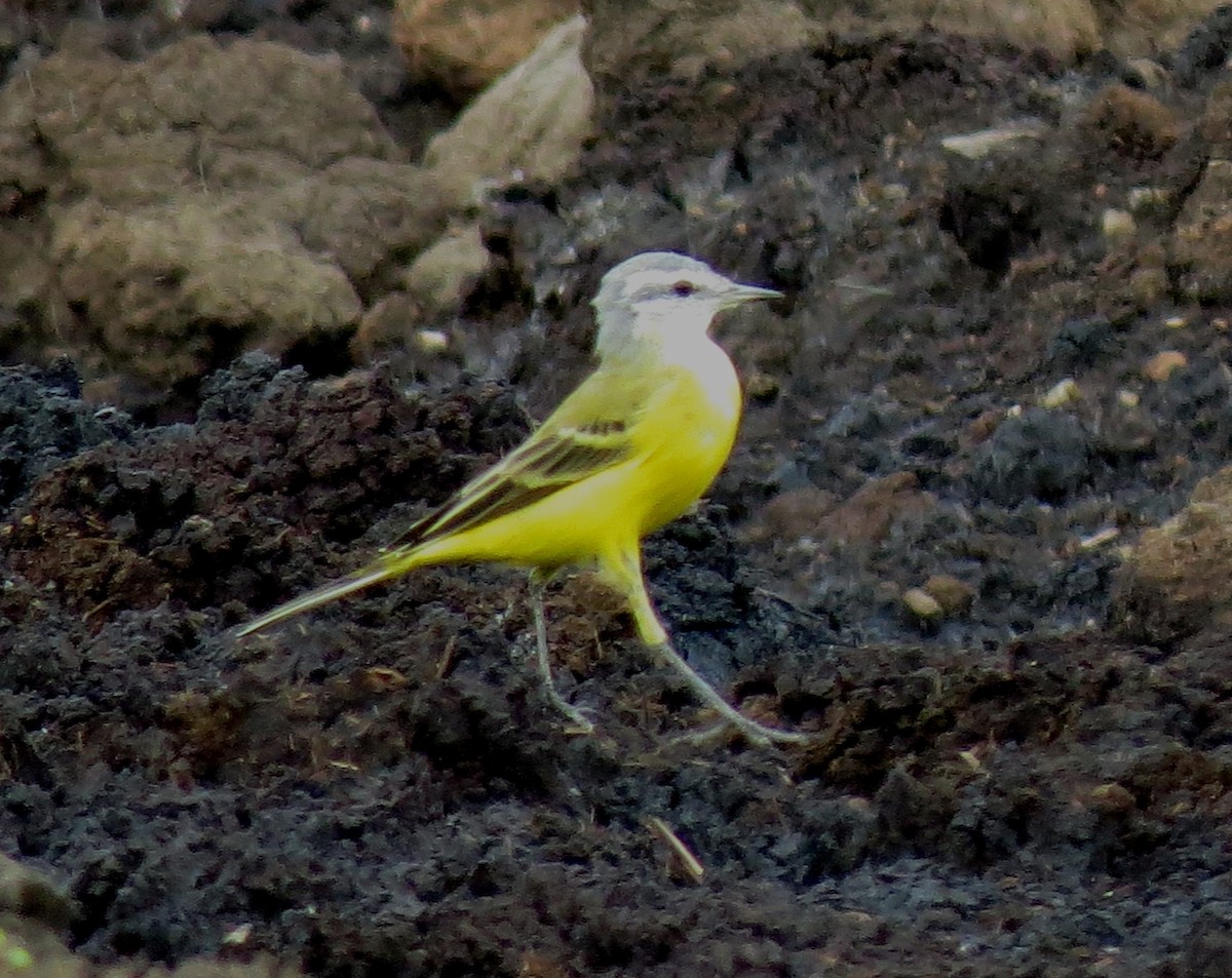 Western Yellow Wagtail - ML643037563