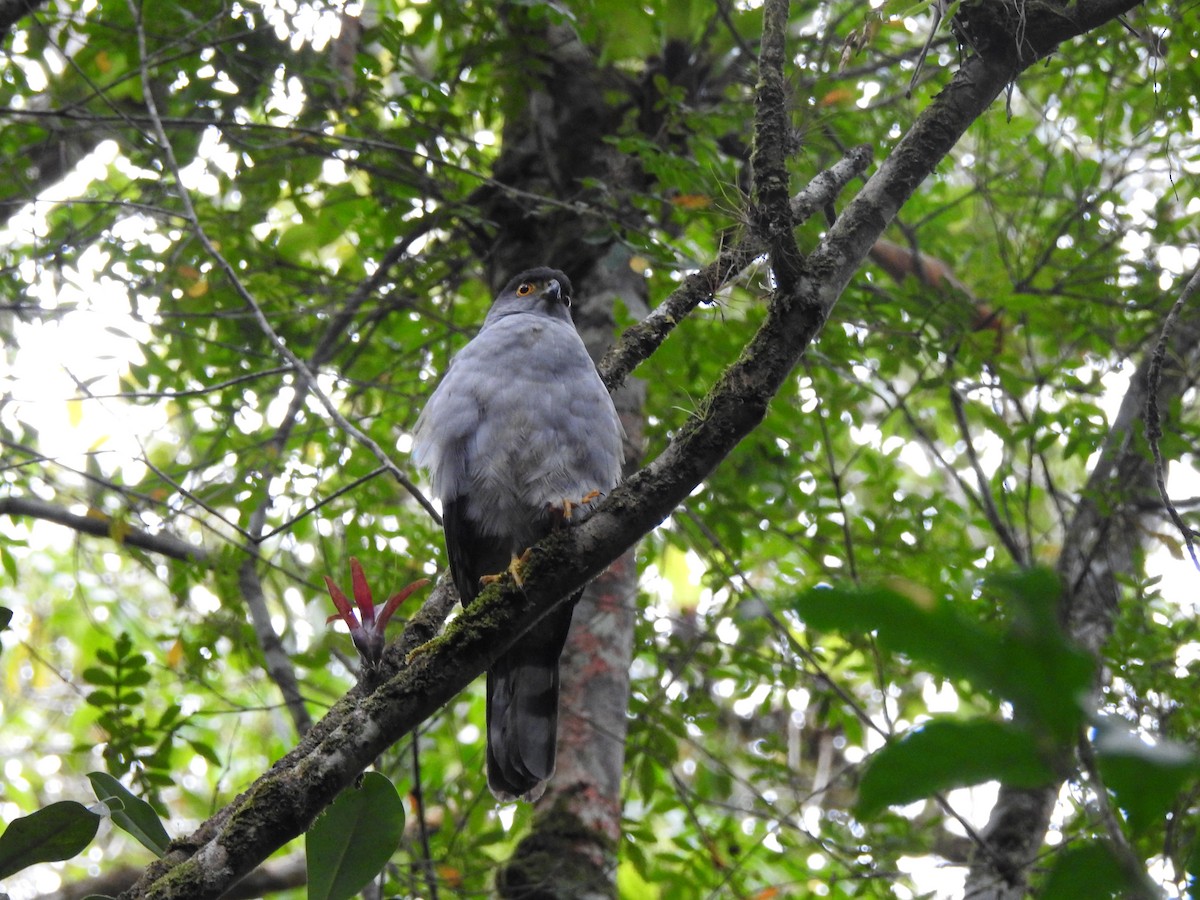 Bicolored Hawk - ML643037564