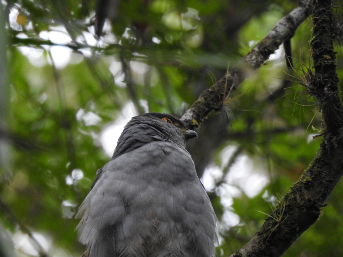 Bicolored Hawk - ML643037565