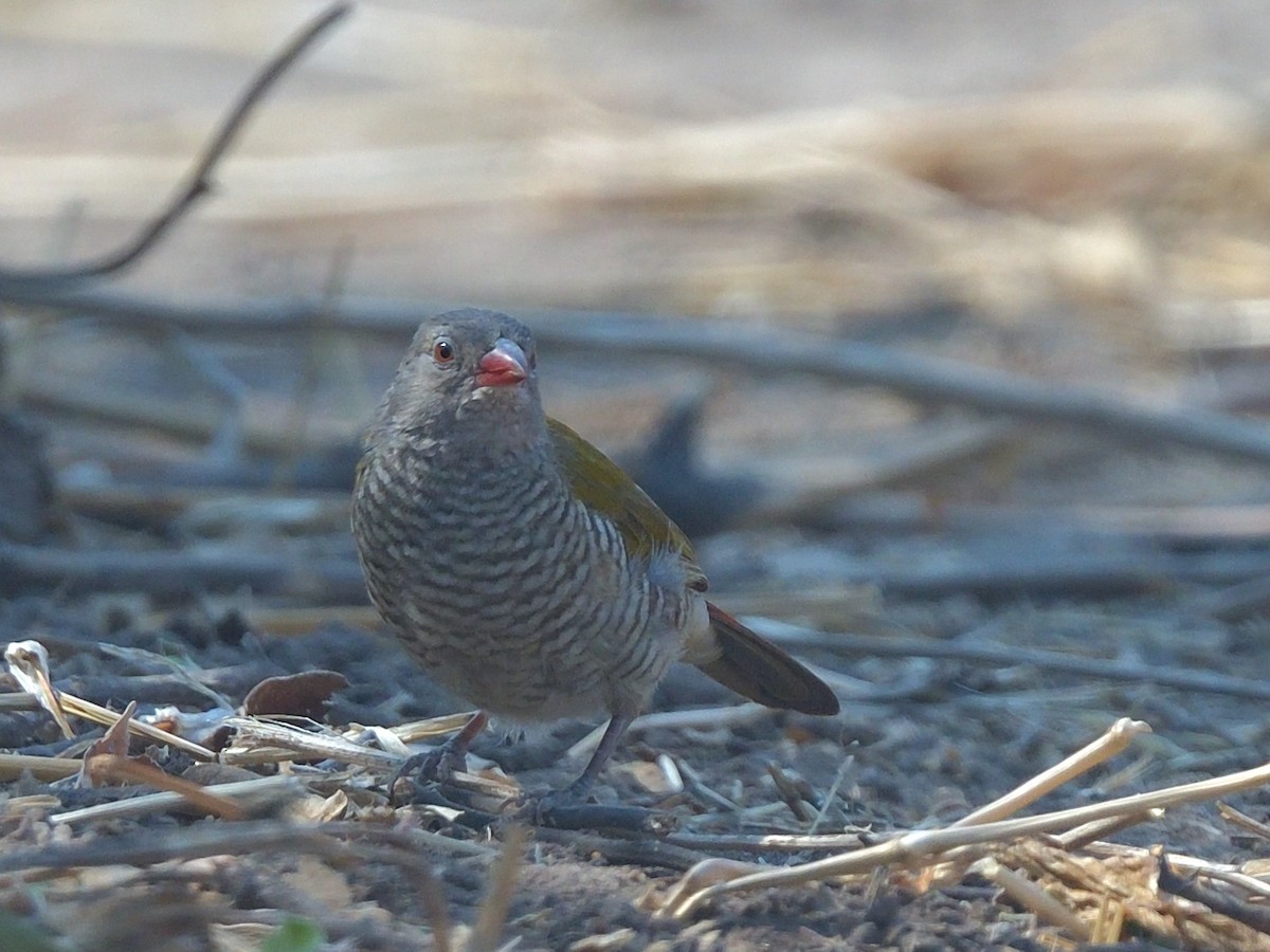 astrild pestrý - ML643037580