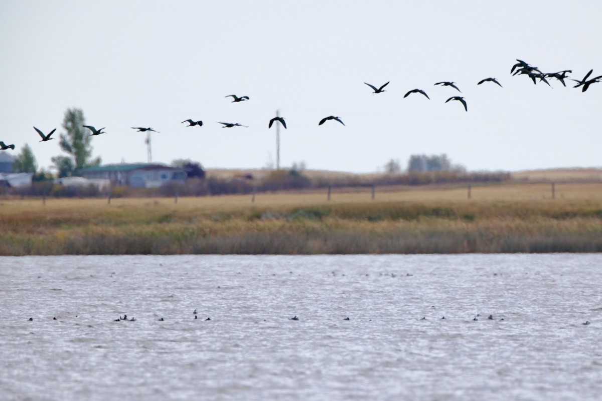 White-faced Ibis - ML643037587