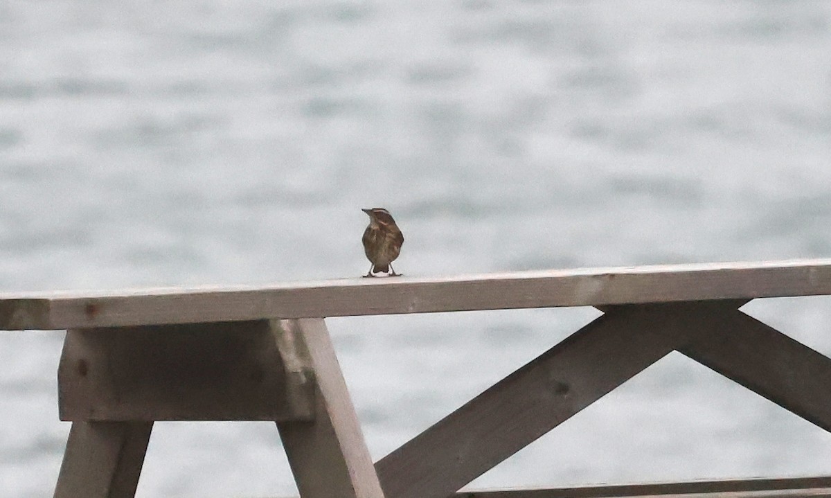 Redwing - ML643037588