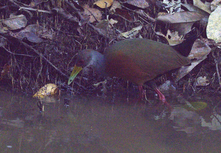 Gray-cowled Wood-Rail - ML643037601