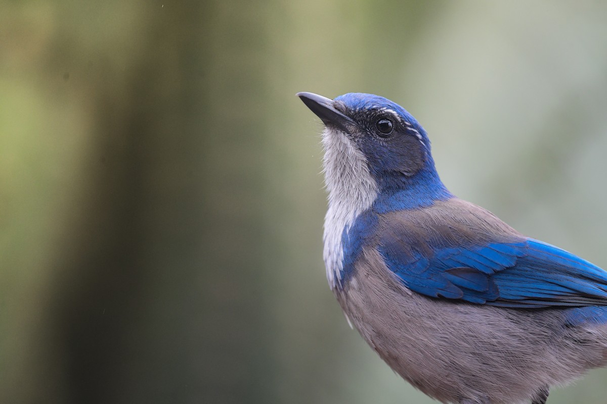 California Scrub-Jay - ML643037609