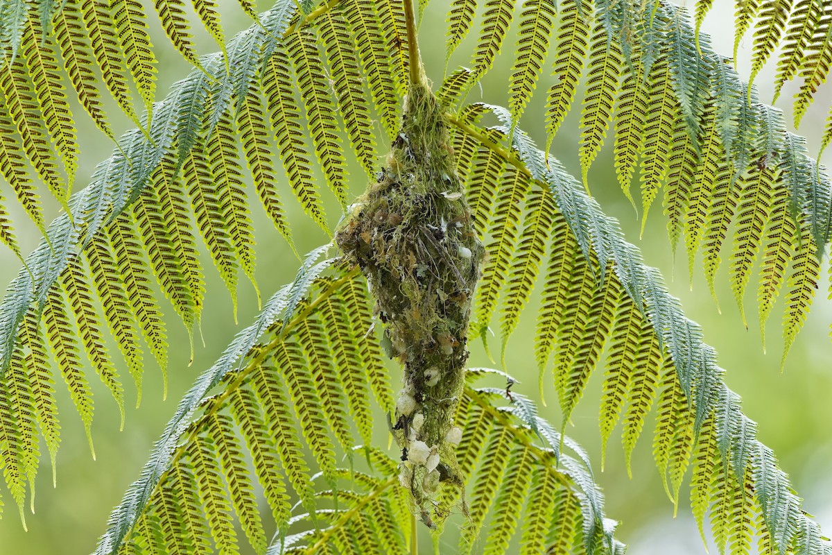 Golden-bellied Gerygone - ML643037643