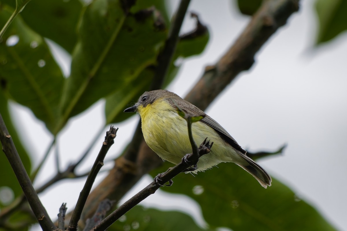 Golden-bellied Gerygone - ML643037671