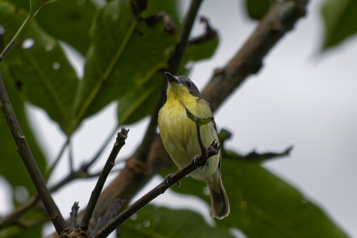 Golden-bellied Gerygone - ML643037672