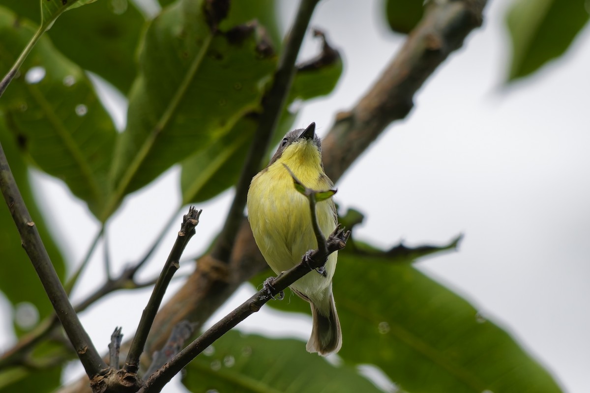 Golden-bellied Gerygone - ML643037688