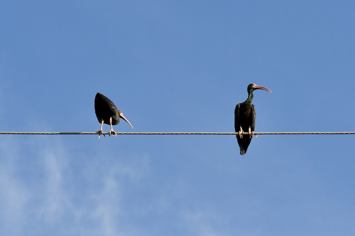 Гололицый ибис - ML643037692