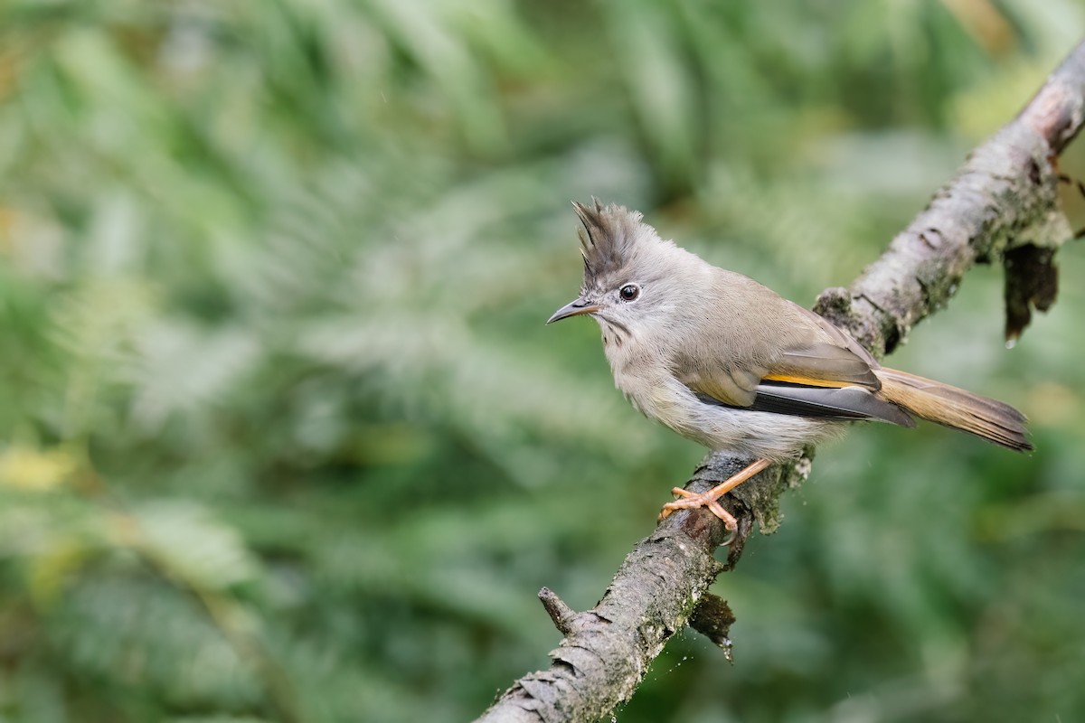 Stripe-throated Yuhina - ML643037706