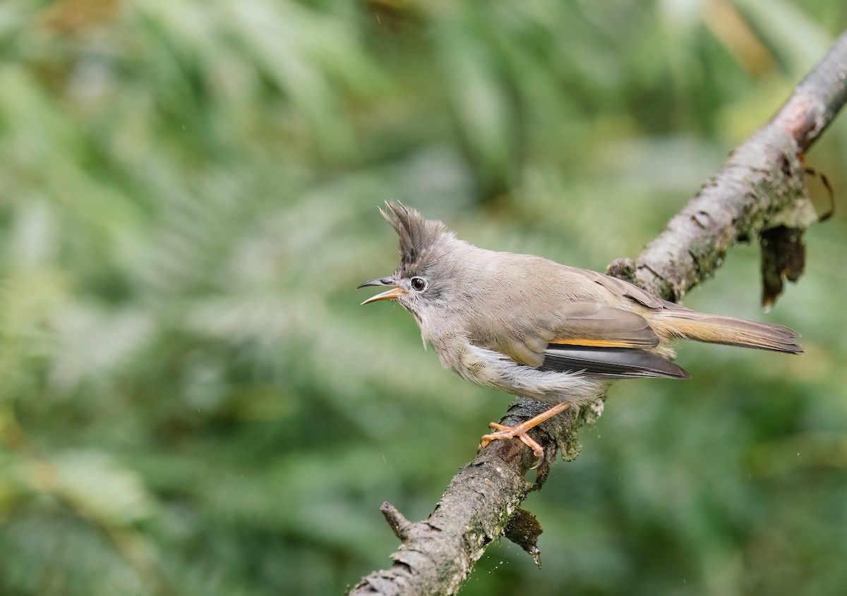 Stripe-throated Yuhina - ML643037707