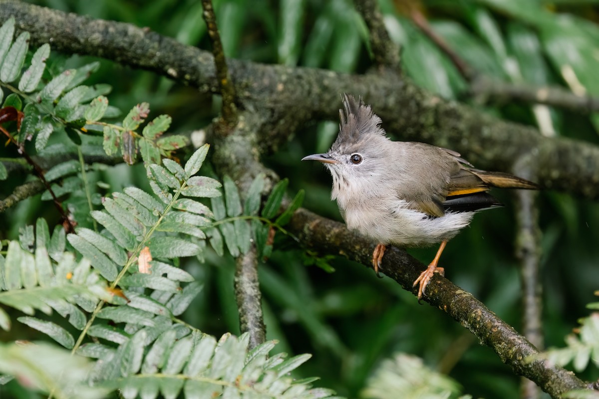 Stripe-throated Yuhina - ML643037708