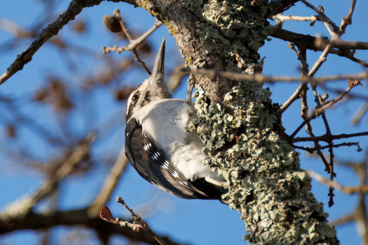 Hairy Woodpecker - ML643037712