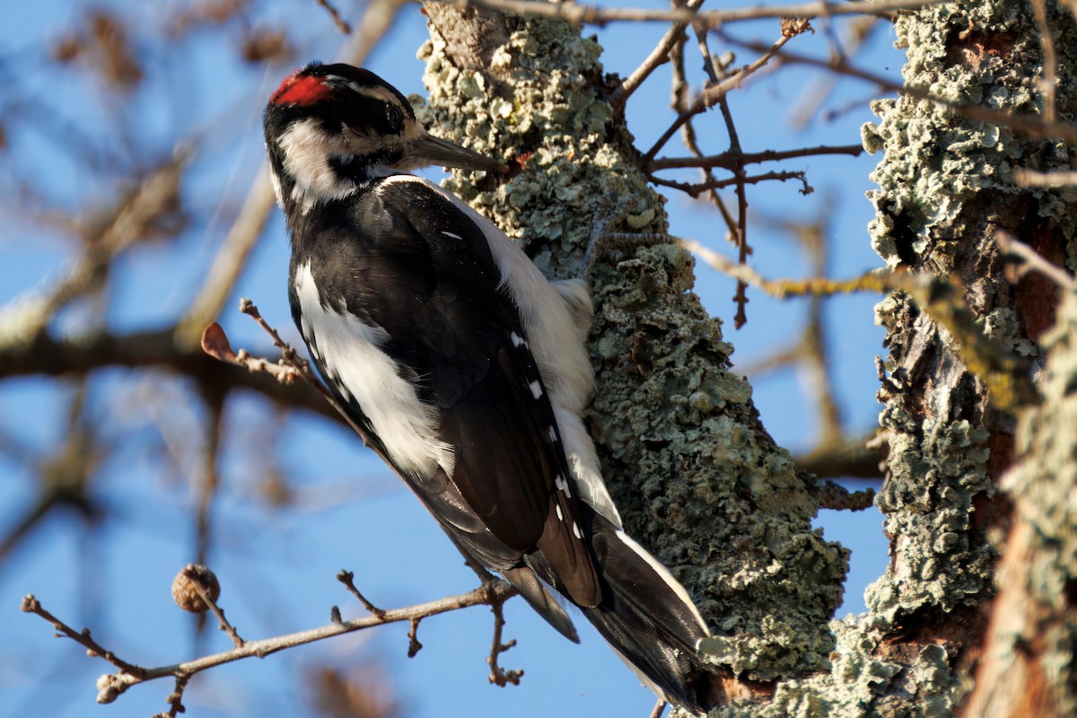 Hairy Woodpecker - ML643037714