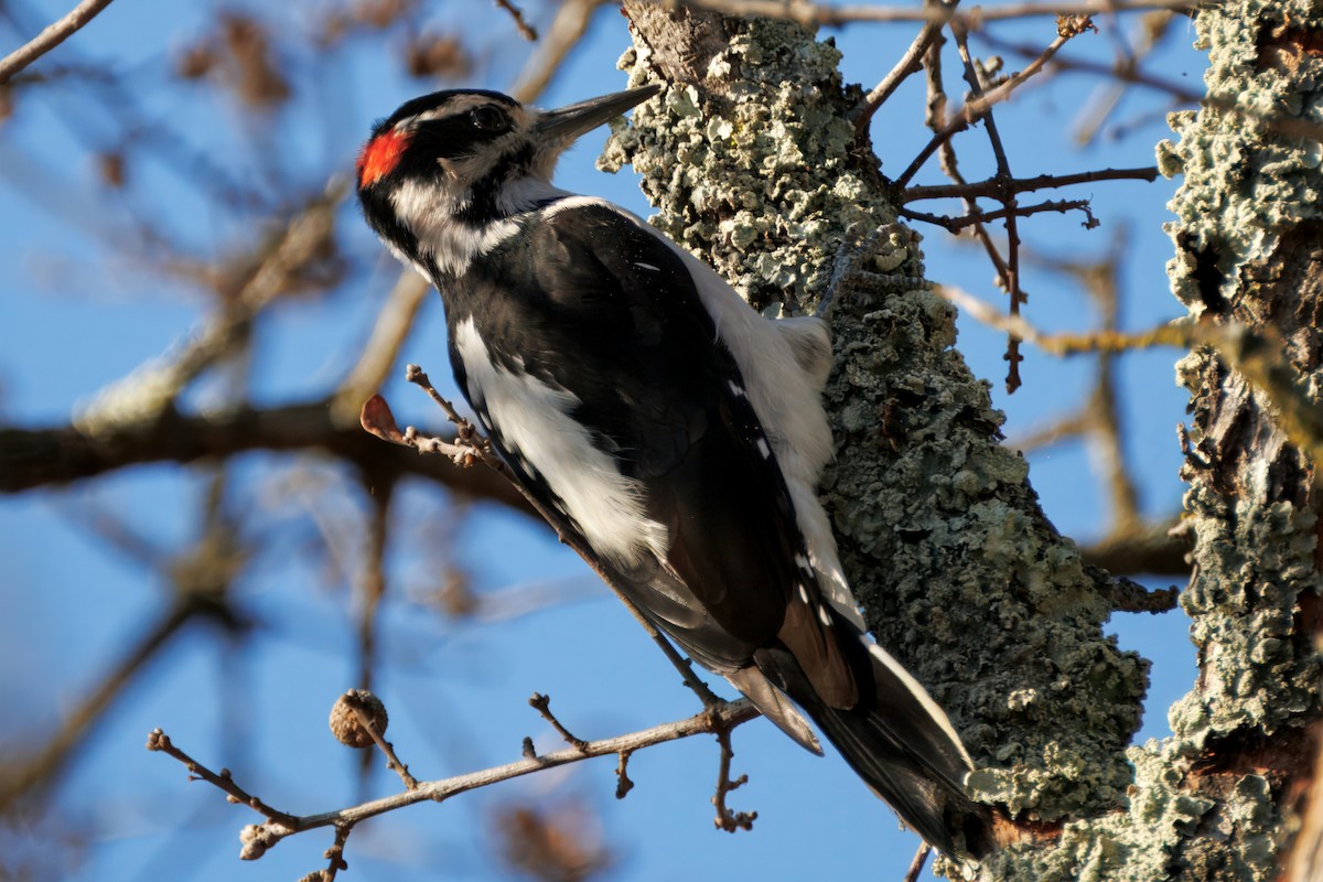 Hairy Woodpecker - ML643037715
